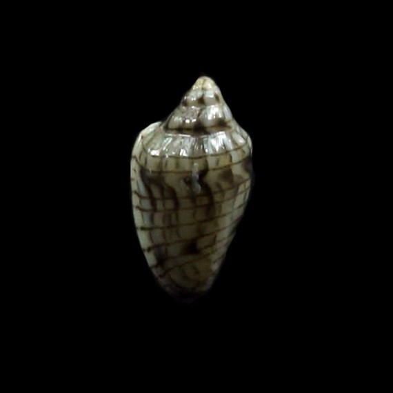 tyermani 7,7mm UNCOMMON
