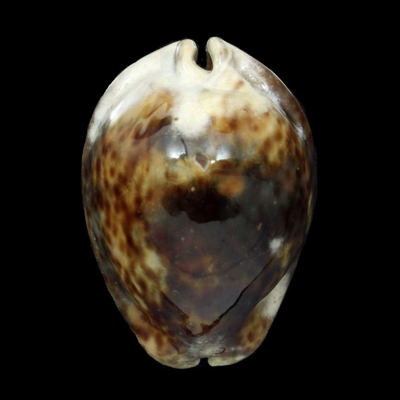 stercoraria 76,0mm