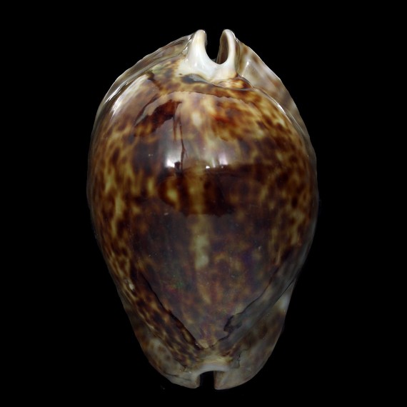 stercoraria 90,2mm