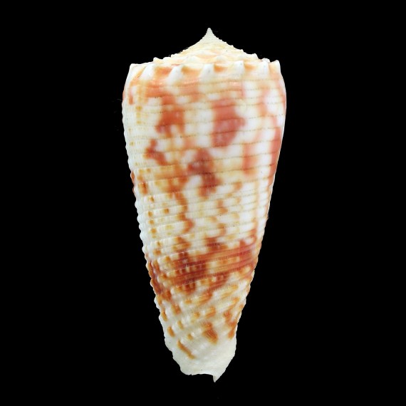moluccensis merleti 44,3mm