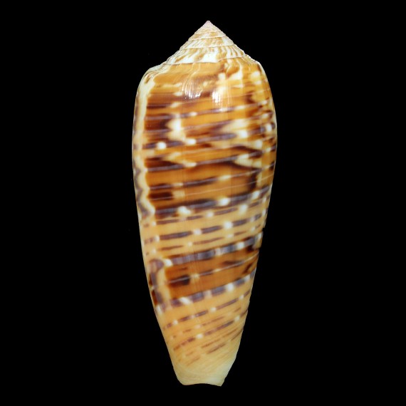 dusaveli 76,0mm