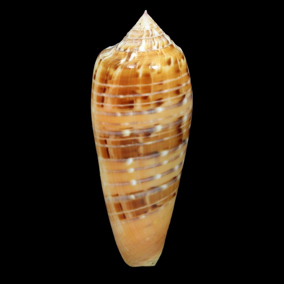 dusaveli 80,0mm