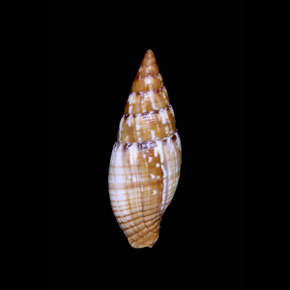 punctostriata