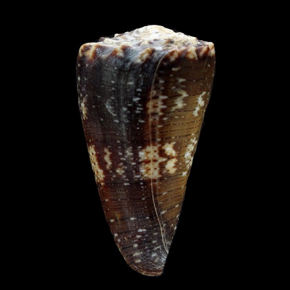 fuscatus 51,4mm COMORES
