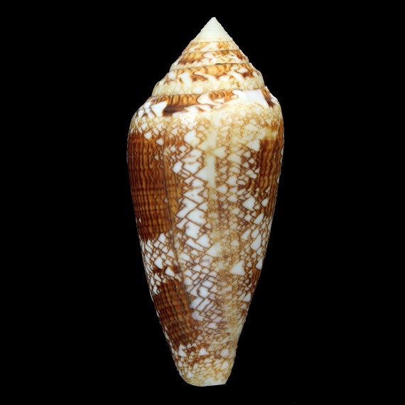 telatus 83,8mm GIANT
