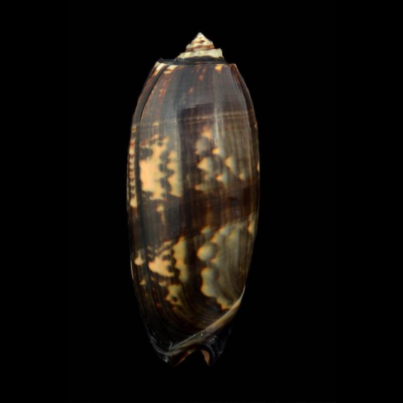 minniacea tremulina