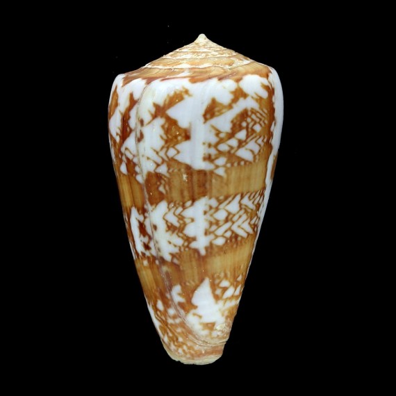 natalis gilchristi 42,0mm