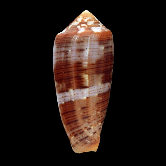 circumcisus 66,7mm