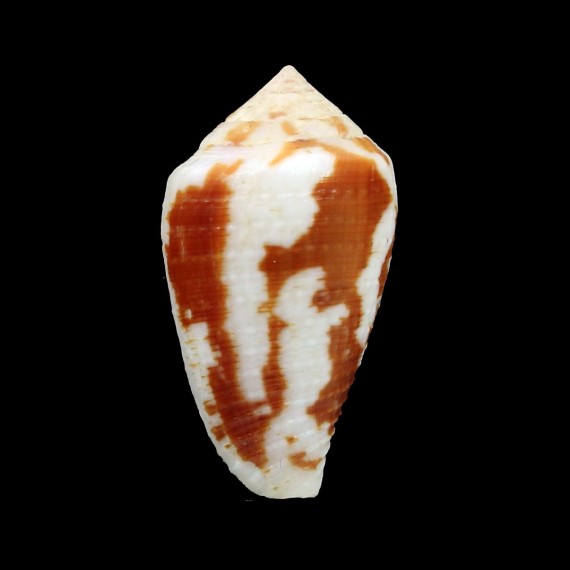 robini 23,2mm