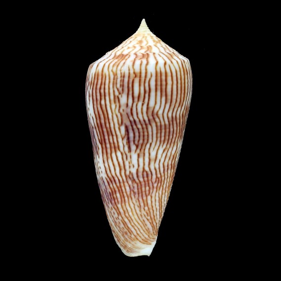 kuroharai 60,6mm