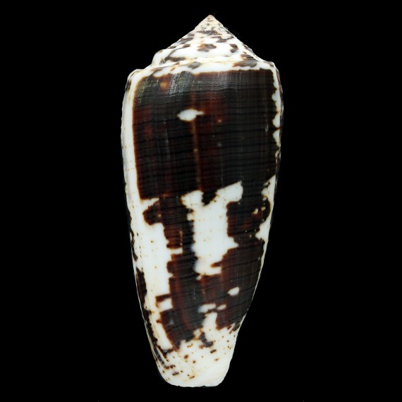 magus 83,0mm SUPERB