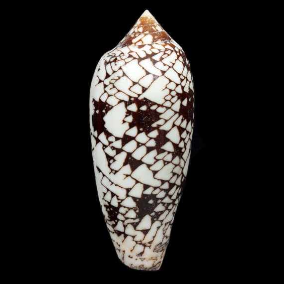 aulicus 101,5mm FIDJI