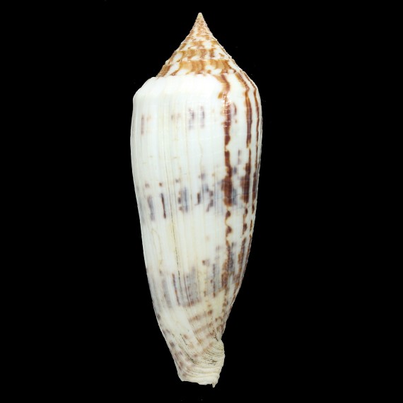 australis 109,3mm  GIANT