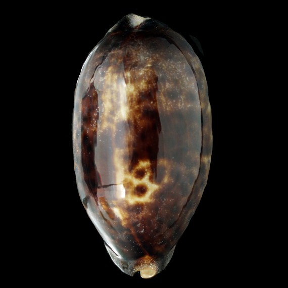 testudinaria 114,3mm DARK