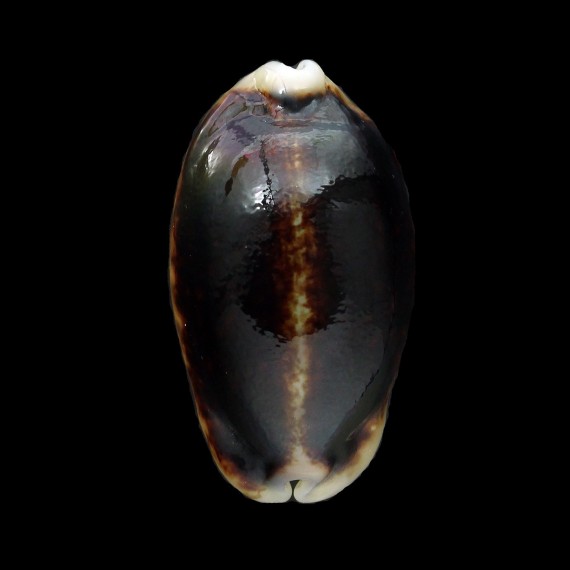 eglantina 43,6mm NIGER
