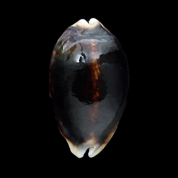 eglantina 48,2mm NIGER