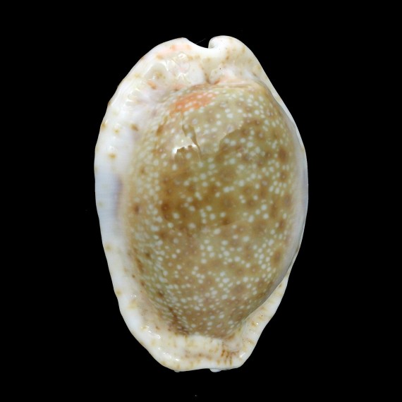 erosa 45,1mm ROSTRATE