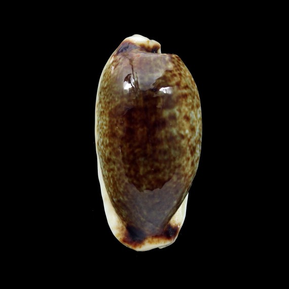 cylindrica 33,7mm NIGER