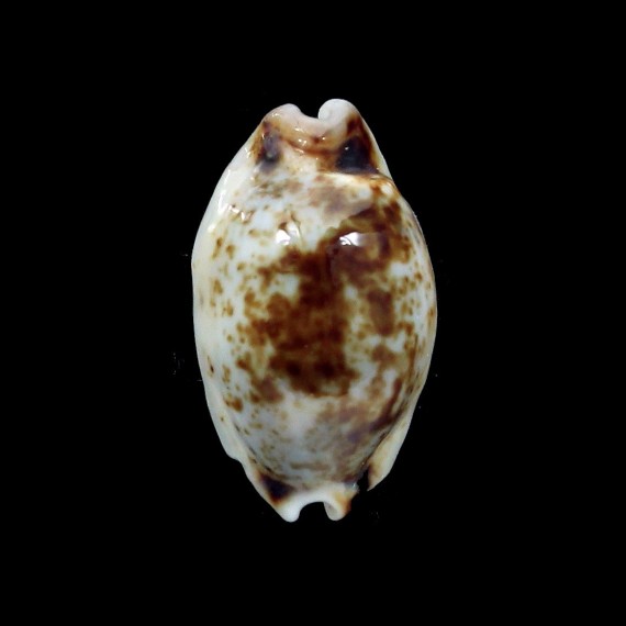 hirundo 19,2mm ROSTRATE