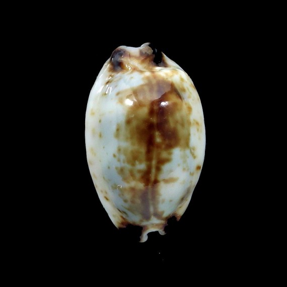 hirundo 18,5mm ROSTRATE