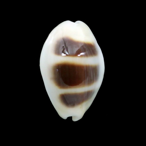 asellus 17,6mm ROSTRATE