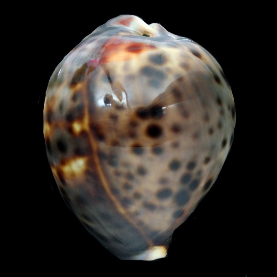 tigris 70,0mm UNCOMMON