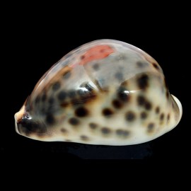 tigris 70,0mm UNCOMMON