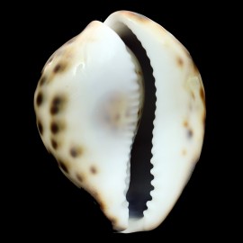tigris 70,0mm UNCOMMON