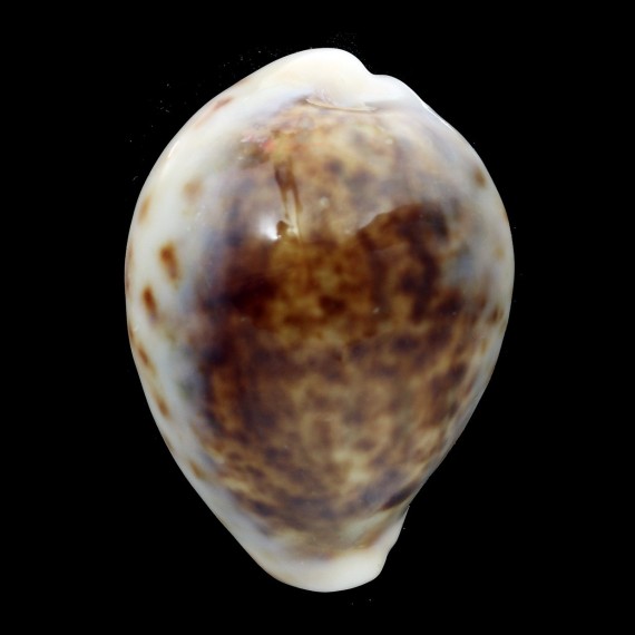 tigris 70,3mm ROSTRATE