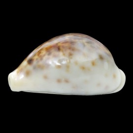 tigris 70,3mm ROSTRATE