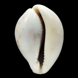 tigris 70,3mm ROSTRATE