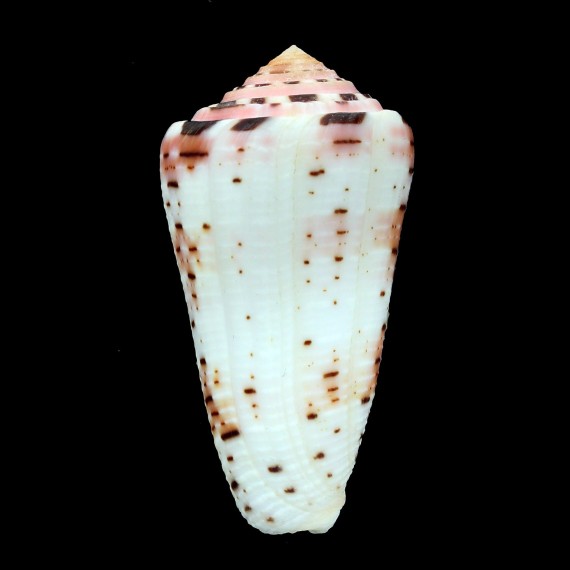 aurisiacus 55,0mm