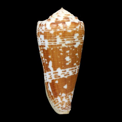 thomae 80,0mm BIG