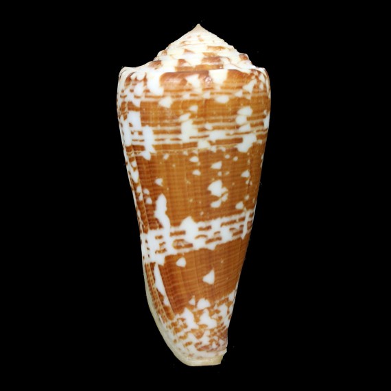 thomae 80,0mm BIG