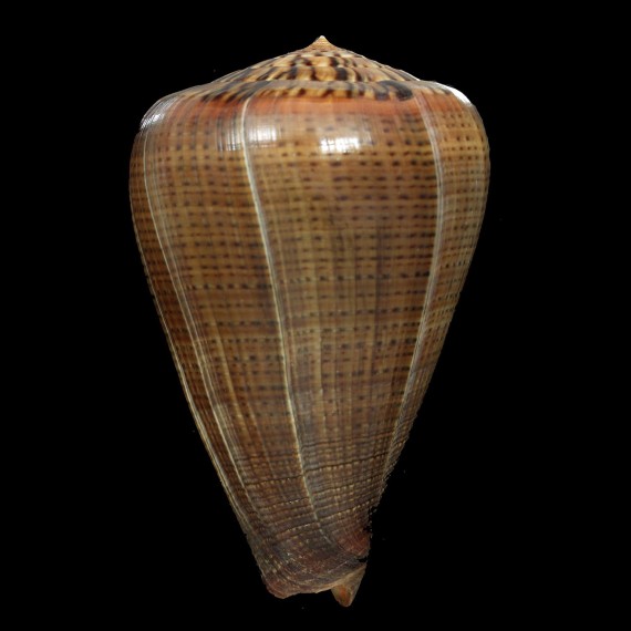figulinus 99,1mm GIANT