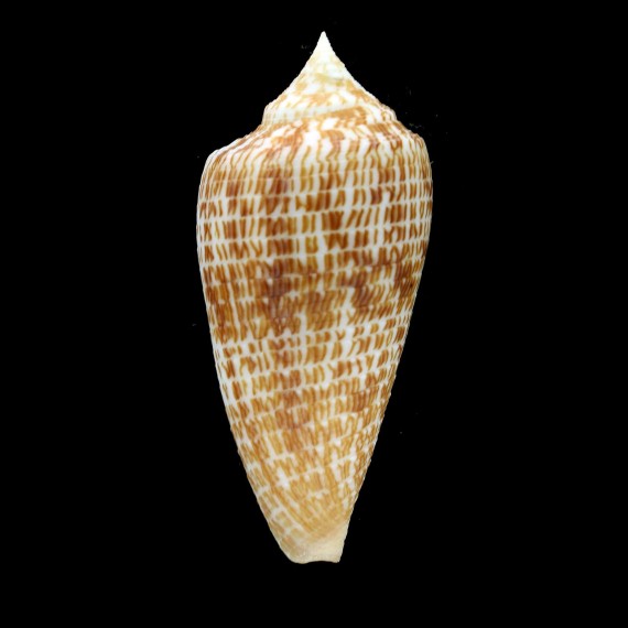 armadillo 71,3mm BIG