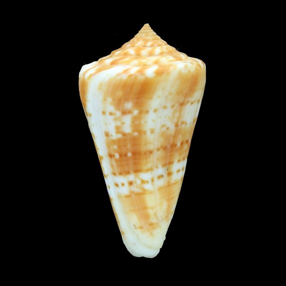 peterstimpsoni 56,7mm BIG