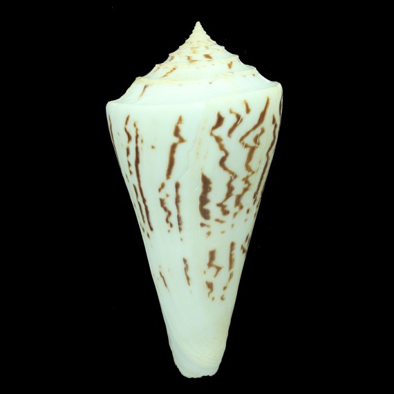 emarginatus 95,5mm GIANT