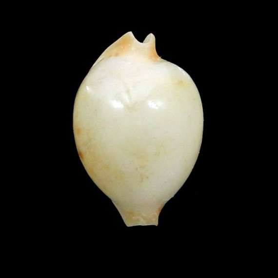 lisetea maricola 14,1mm RARE