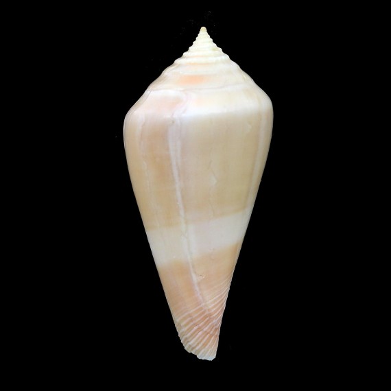 neocaledonicus 58,5mm RARE