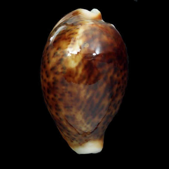 pantherina funebralis 69,4mm