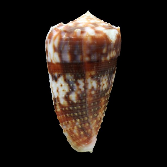 moluccensis 44,0mm