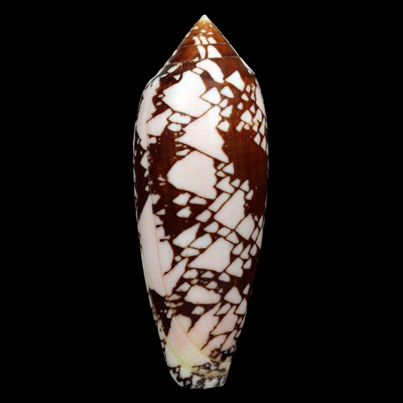 aulicus propenudus 101,8mm