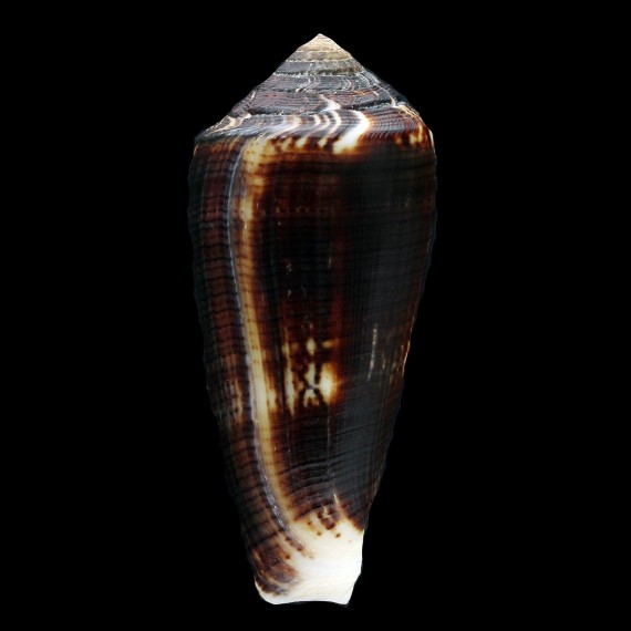 magus 51,8mm DARK