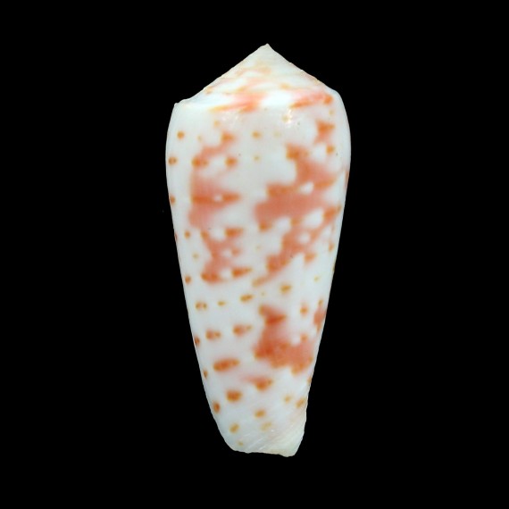 timorensis 34,0mm