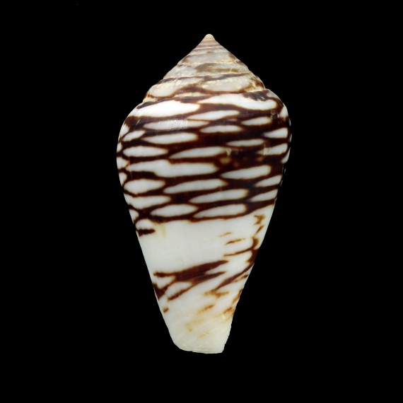 mercator reticulatus 38,7mm