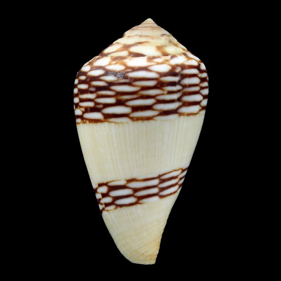 mercator 41,2mm