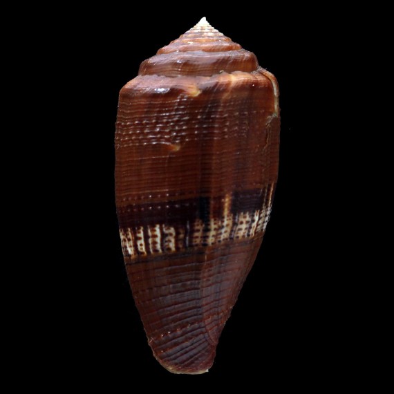 coccineus 55,2mm GIANT