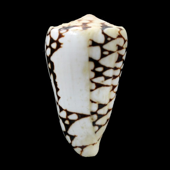 marmoreus 56,5mm