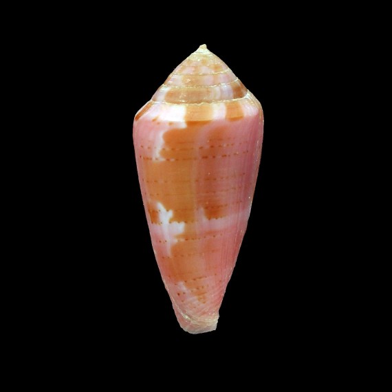 coralinus 28,1mm